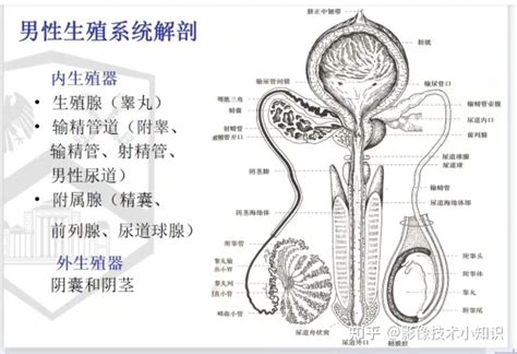 男生的生殖器|人類陰莖